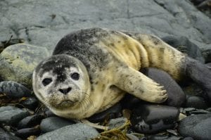 Maine State Aquarium